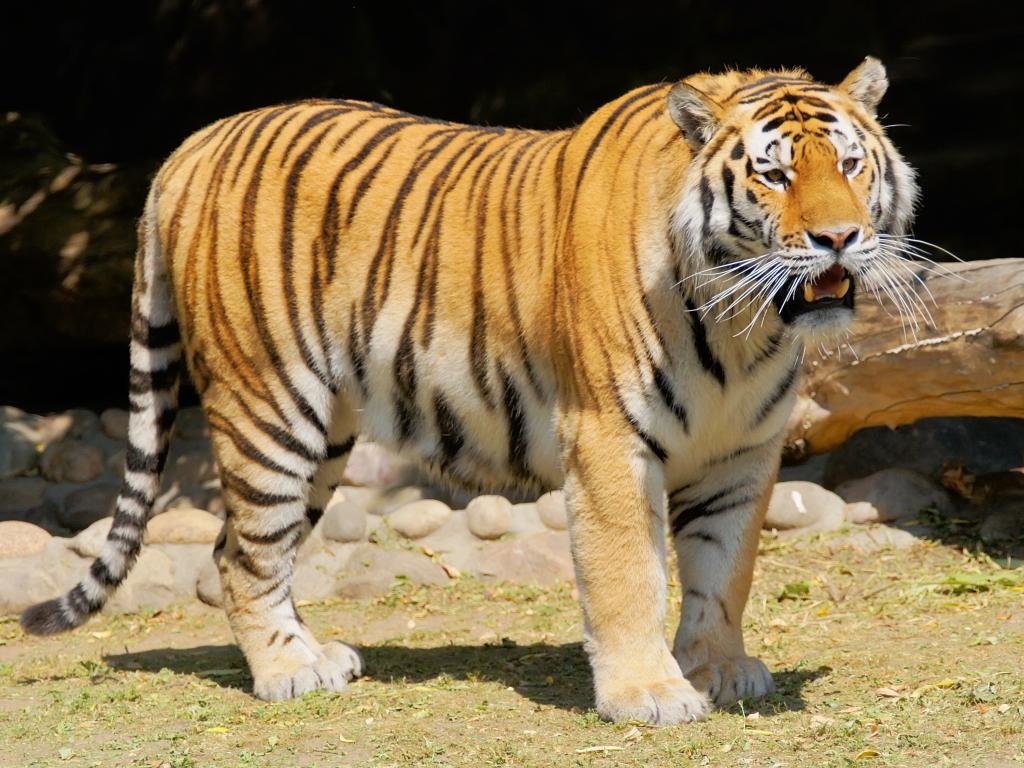 Best Tiger background ID:116678 for High Resolution hd 1024x768 PC