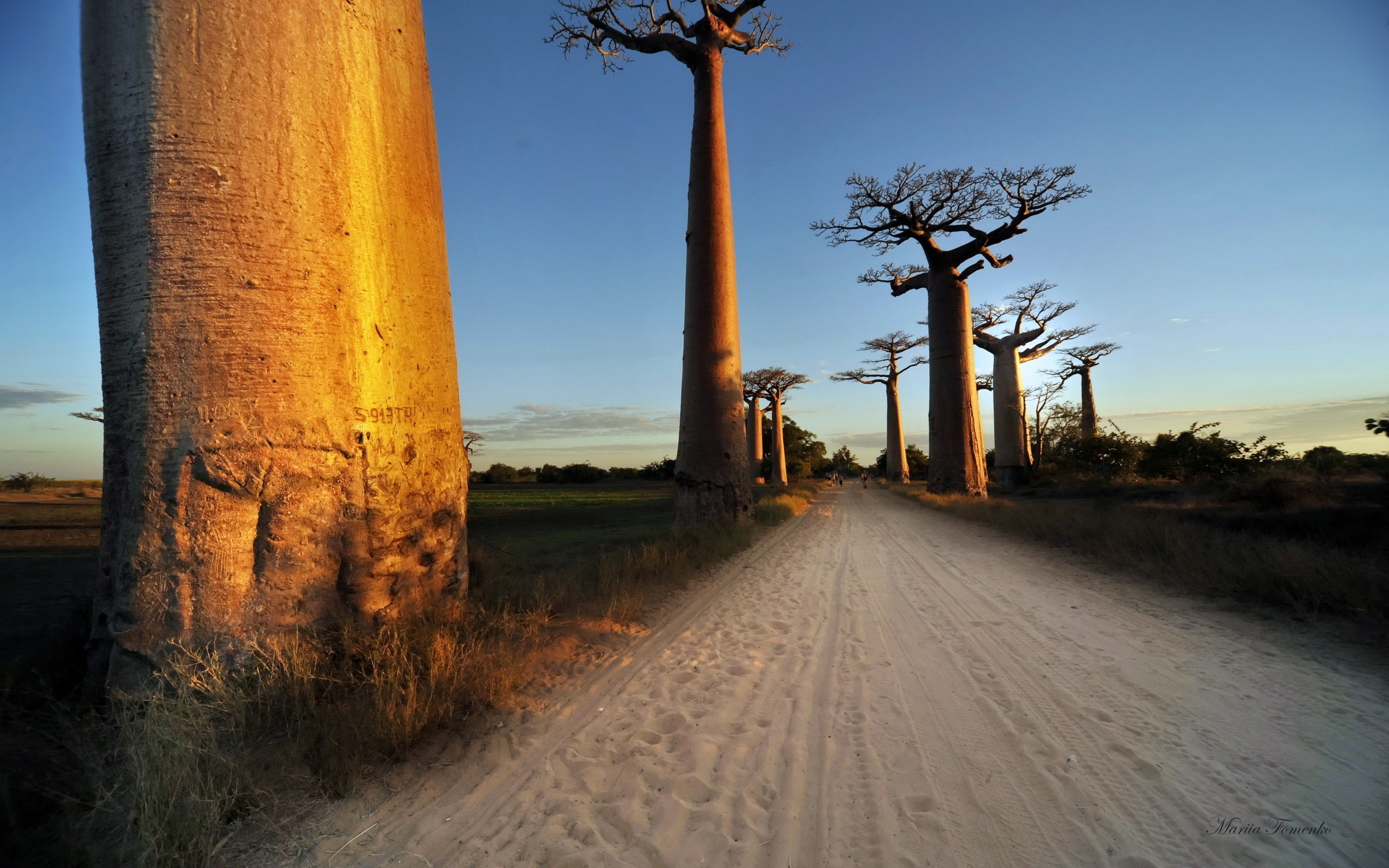 Awesome Baobab Tree free wallpaper ID:274541 for hd 2560x1600 PC