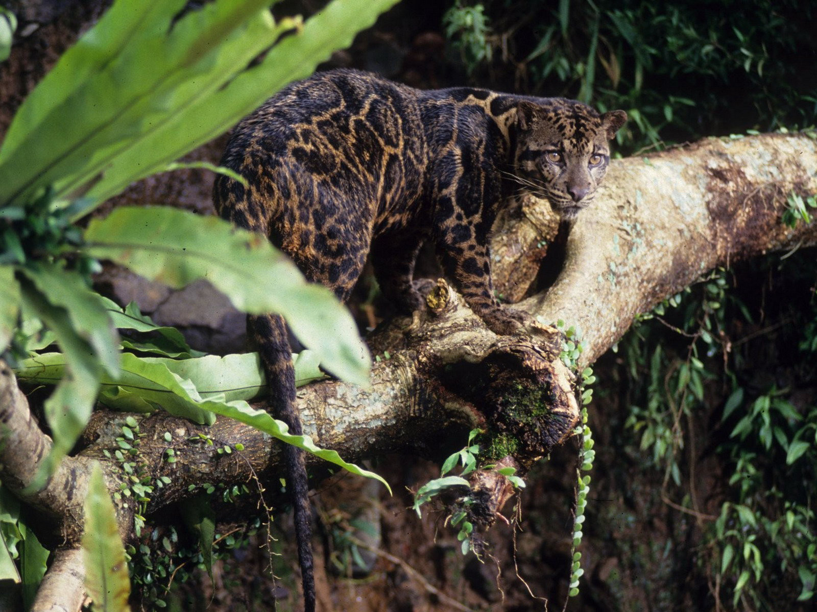 Free Clouded Leopard high quality background ID:260355 for hd 1600x1200 PC