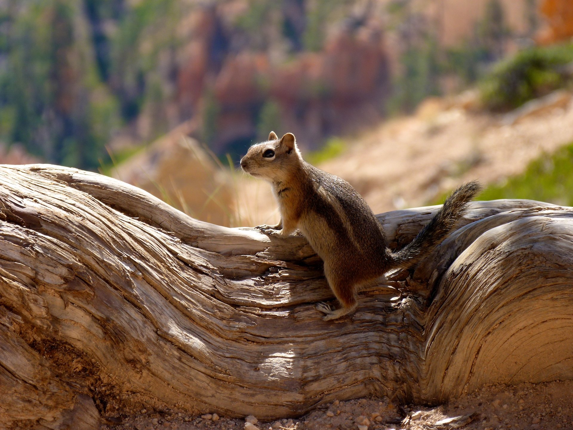 Awesome Squirrel free background ID:311952 for hd 1920x1440 desktop