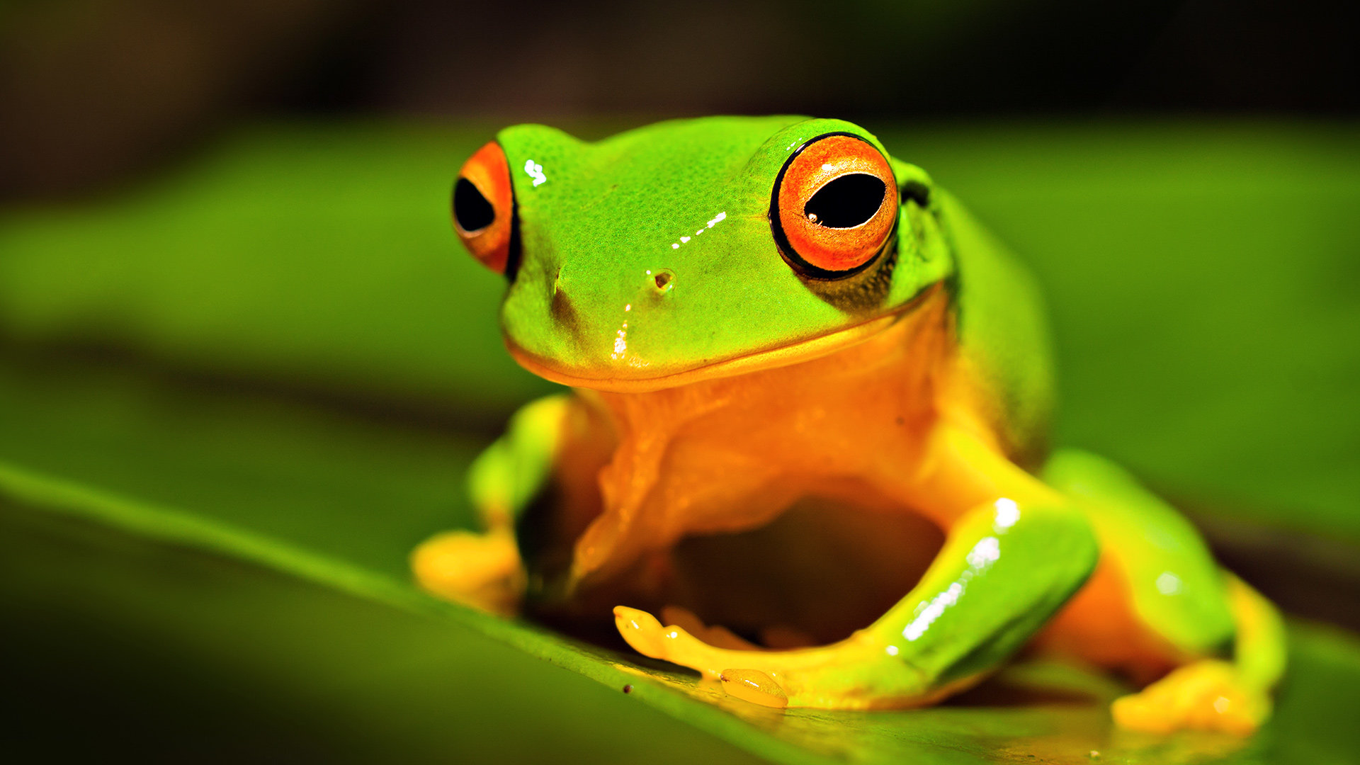 Free download Frog background ID:328819 hd 1920x1080 for PC