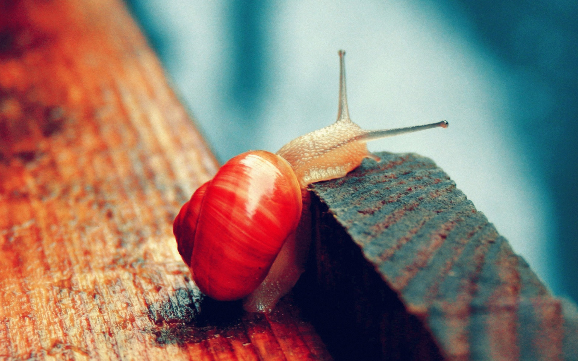 Download hd 1920x1200 Snail PC wallpaper ID:198785 for free
