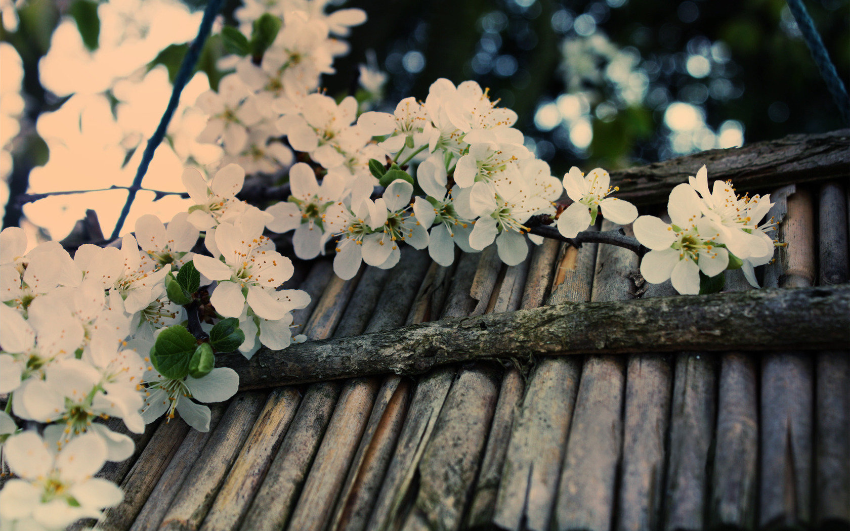 Awesome Blossom free background ID:333236 for hd 1680x1050 desktop