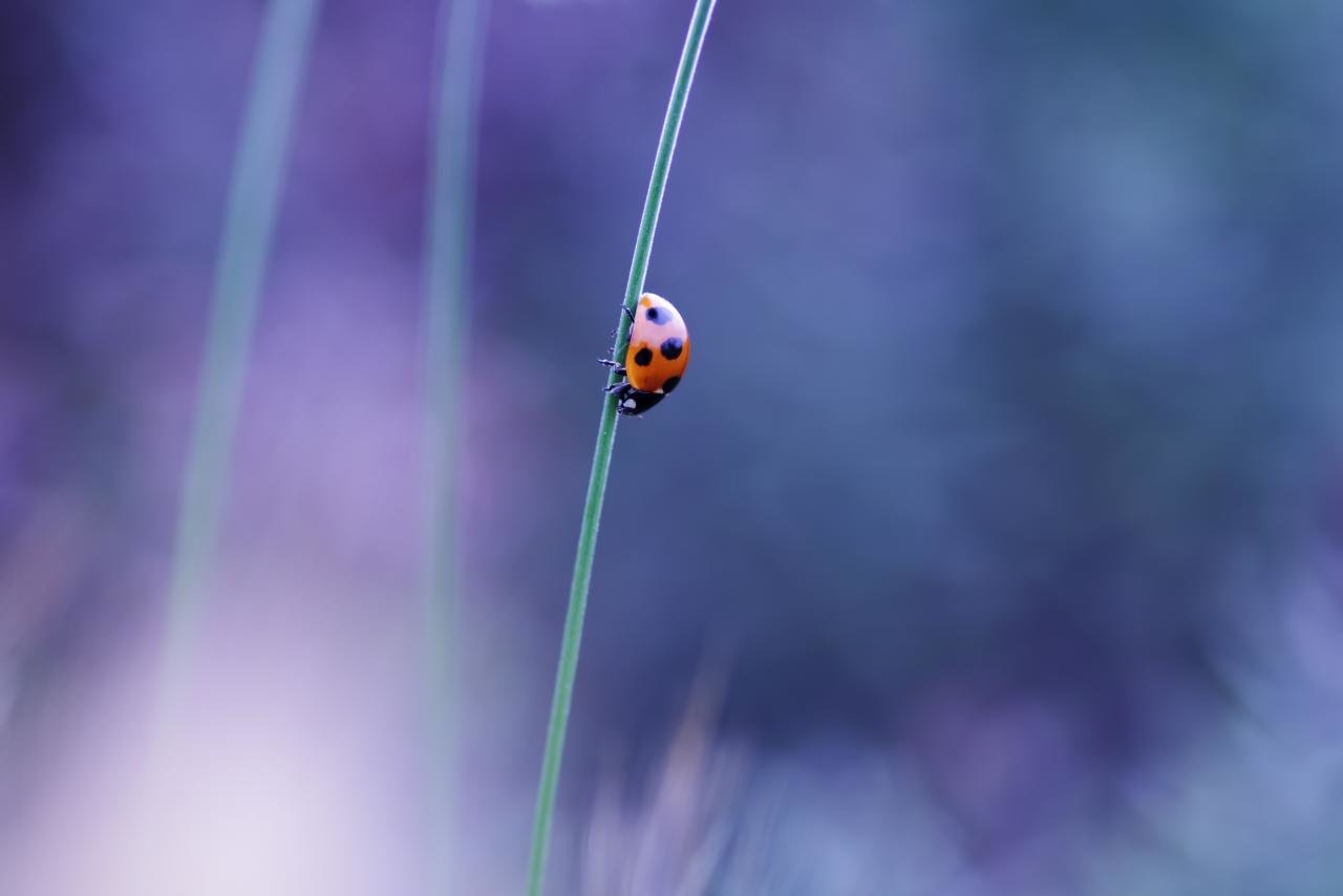 Awesome Ladybug free background ID:270577 for hd 1280x854 PC