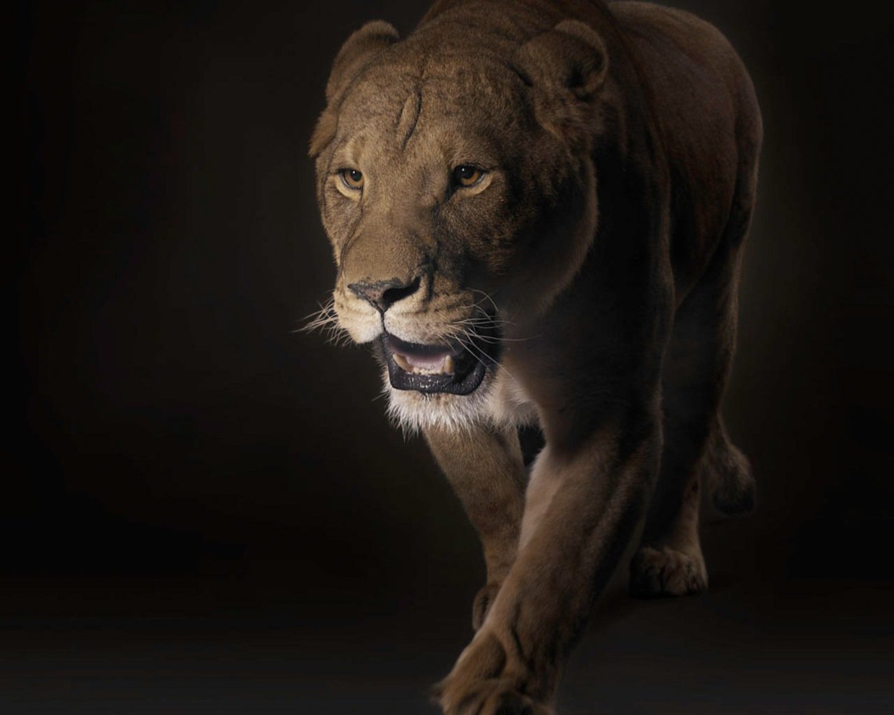 Free Lion high quality background ID:255628 for hd 1280x1024 desktop