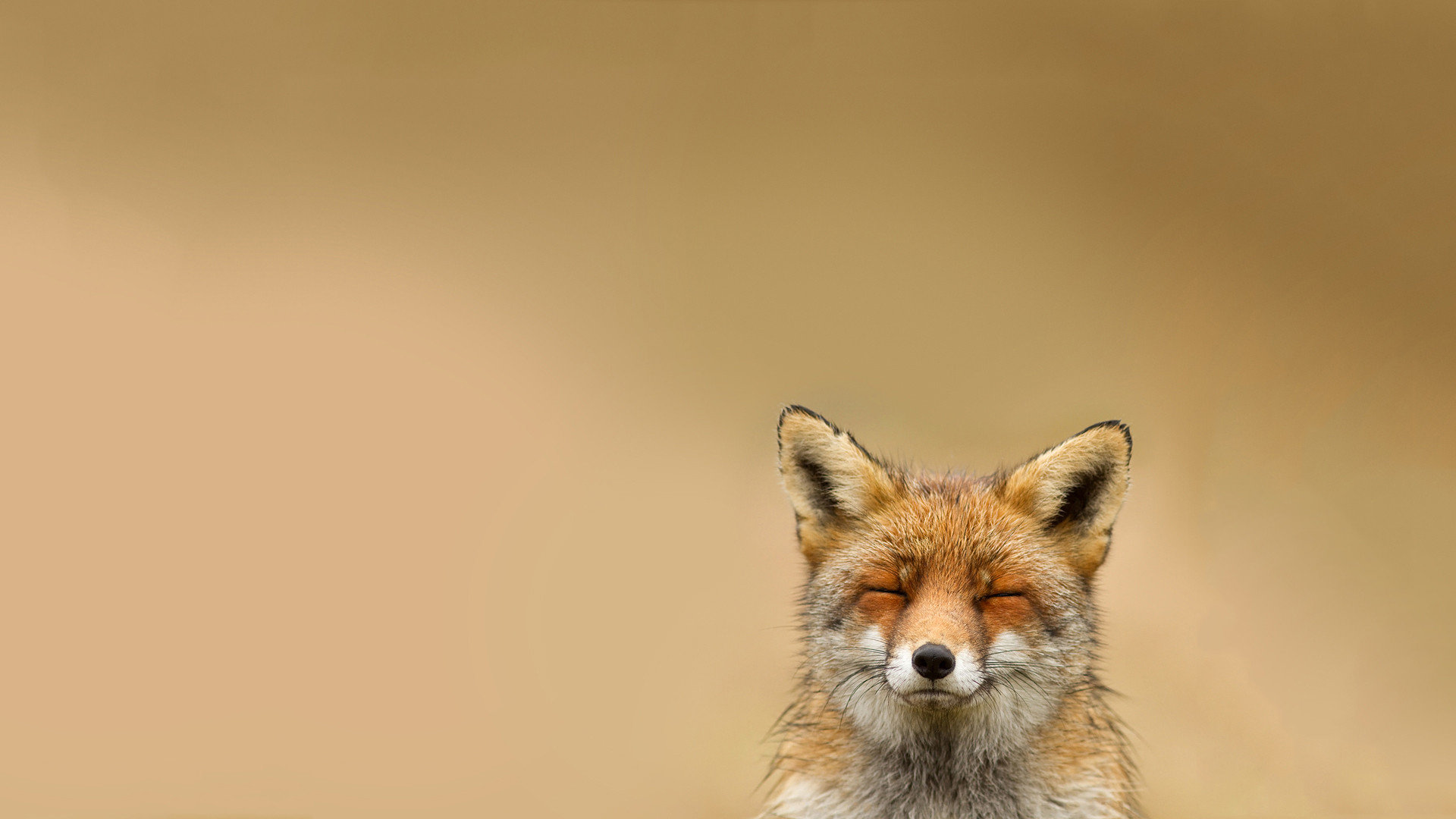 Awesome Fox free background ID:58759 for full hd desktop