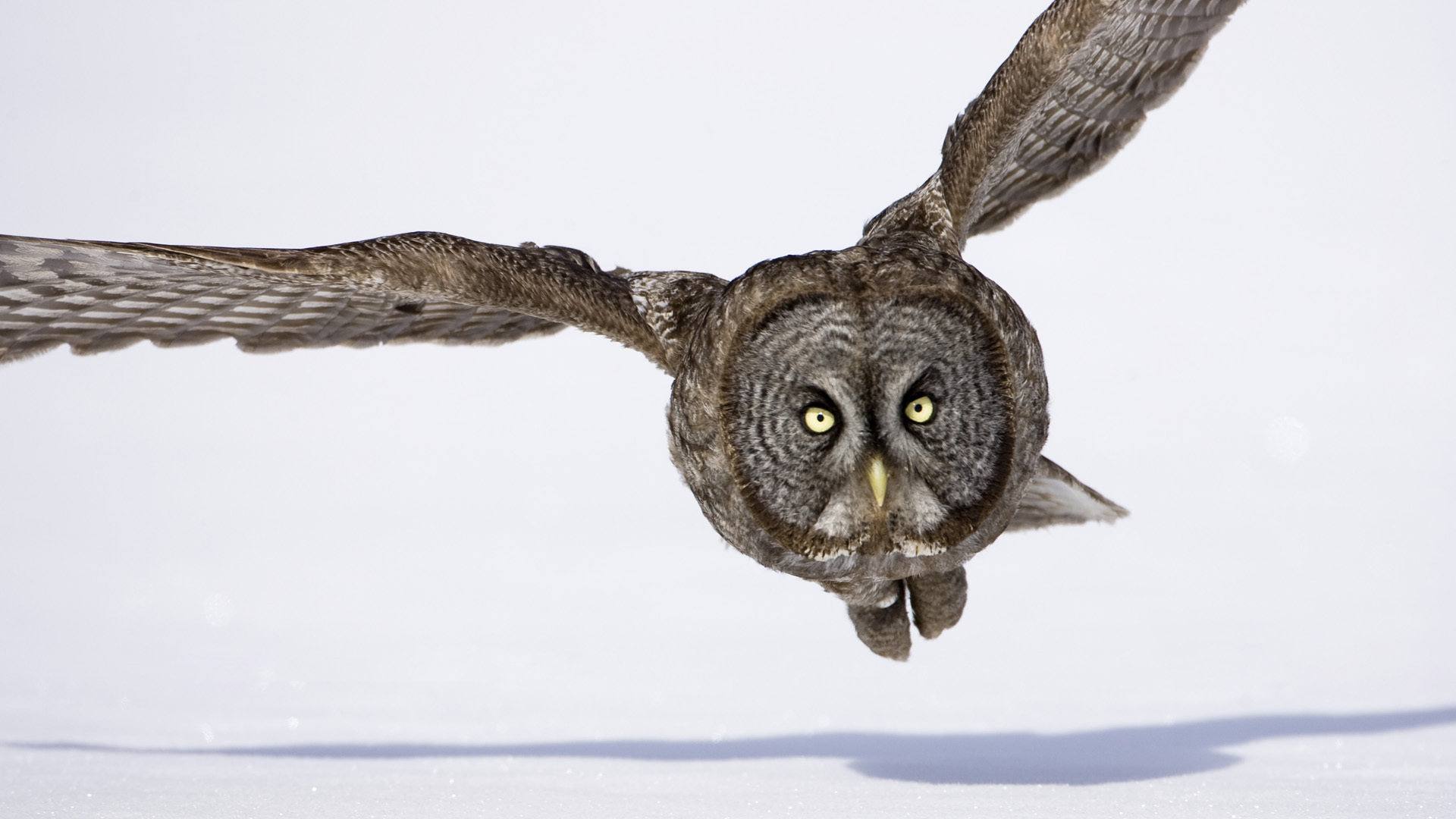 Free Great Grey Owl high quality background ID:235129 for hd 1080p PC