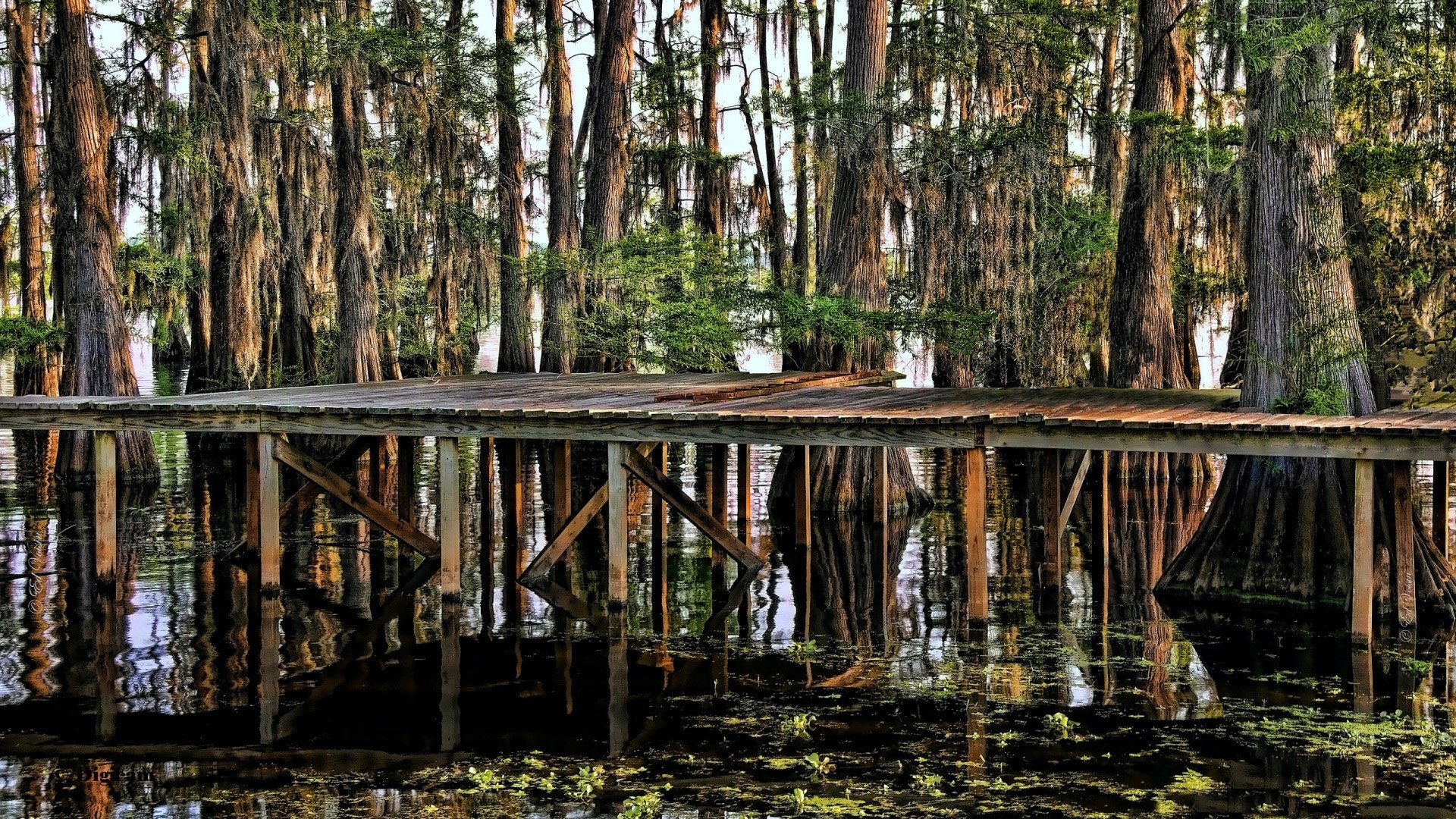 Free Swamp high quality wallpaper ID:464186 for 1080p computer