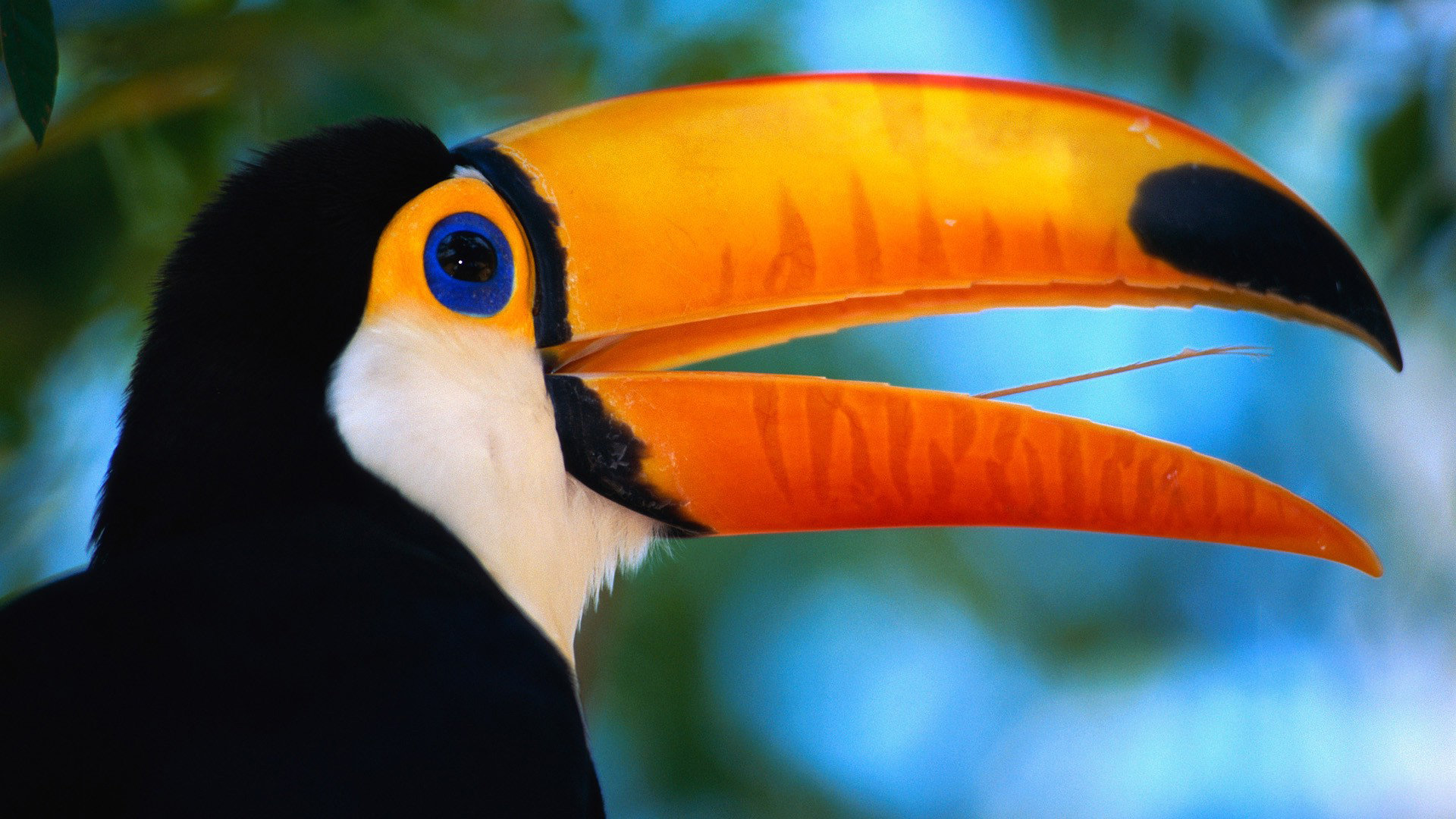 Best Toucan background ID:57328 for High Resolution full hd computer
