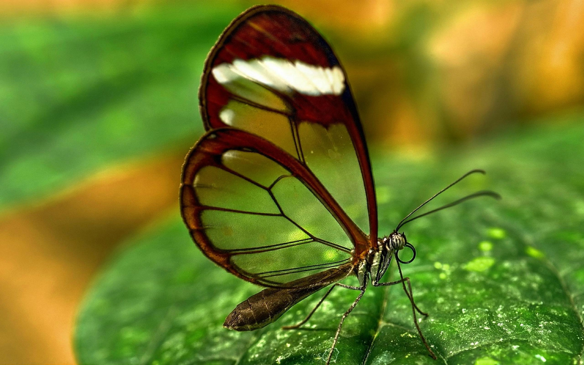 High resolution Butterfly hd 1920x1200 background ID:168329 for PC