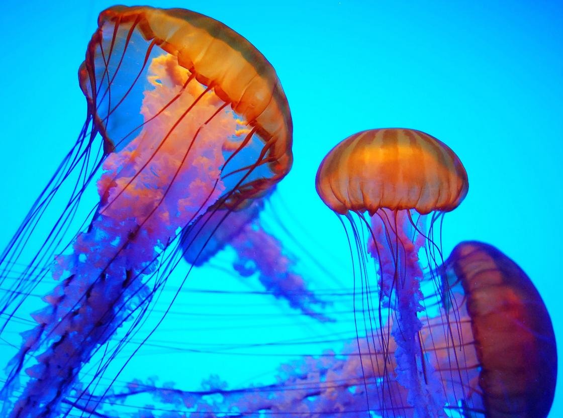 Download hd 1120x832 Jellyfish computer wallpaper ID:199754 for free