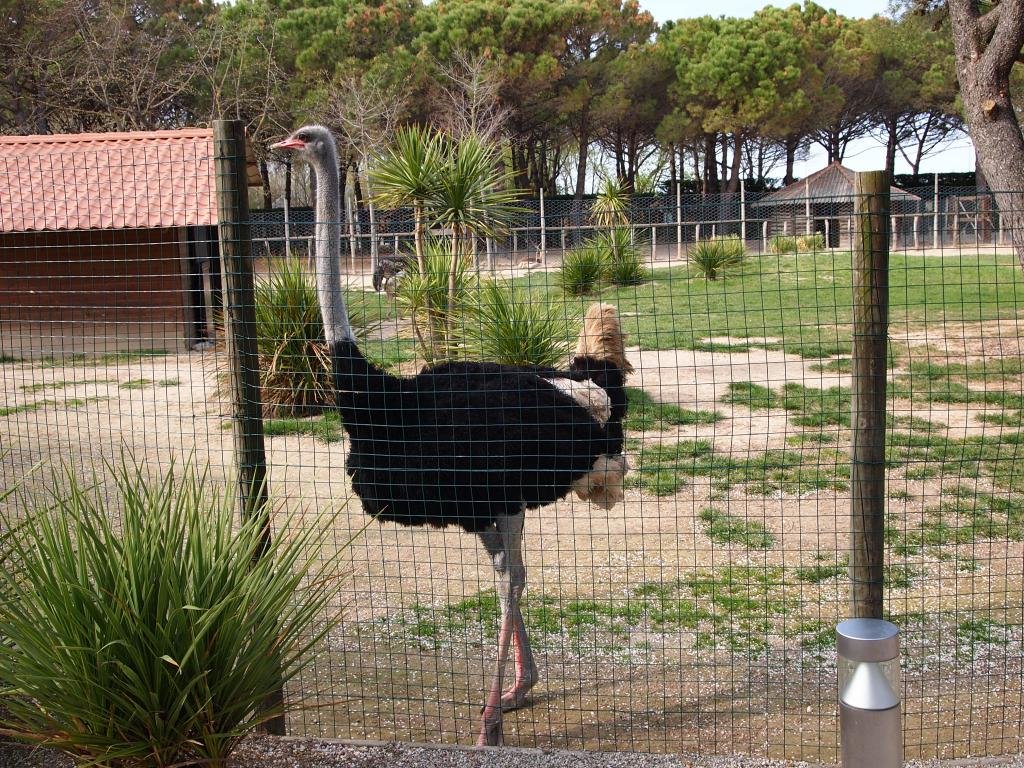 Free Ostrich high quality background ID:290152 for hd 1024x768 desktop