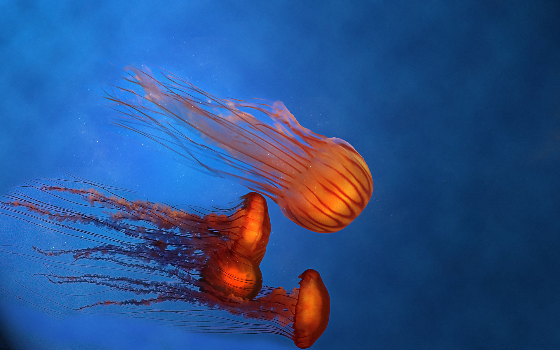 Free Jellyfish high quality background ID:199751 for hd 1920x1200 PC