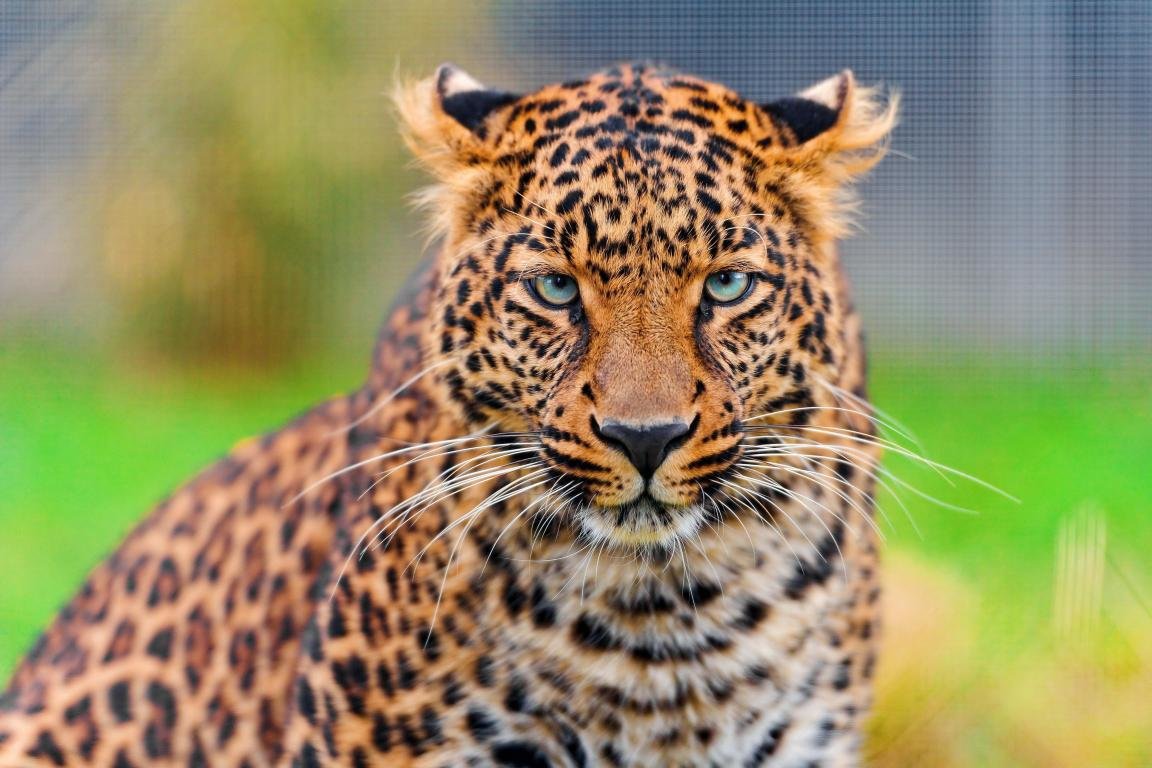 Awesome Leopard free background ID:448062 for hd 1152x768 computer