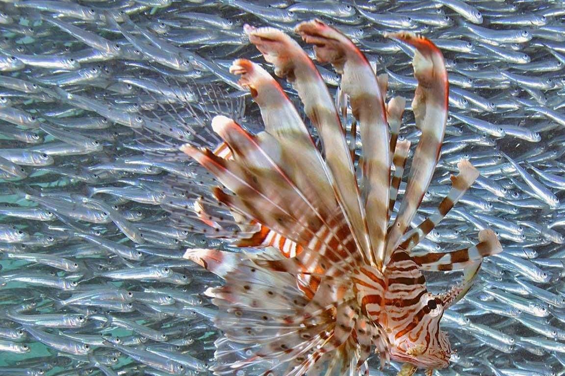 Download hd 1152x768 Lionfish computer wallpaper ID:438213 for free