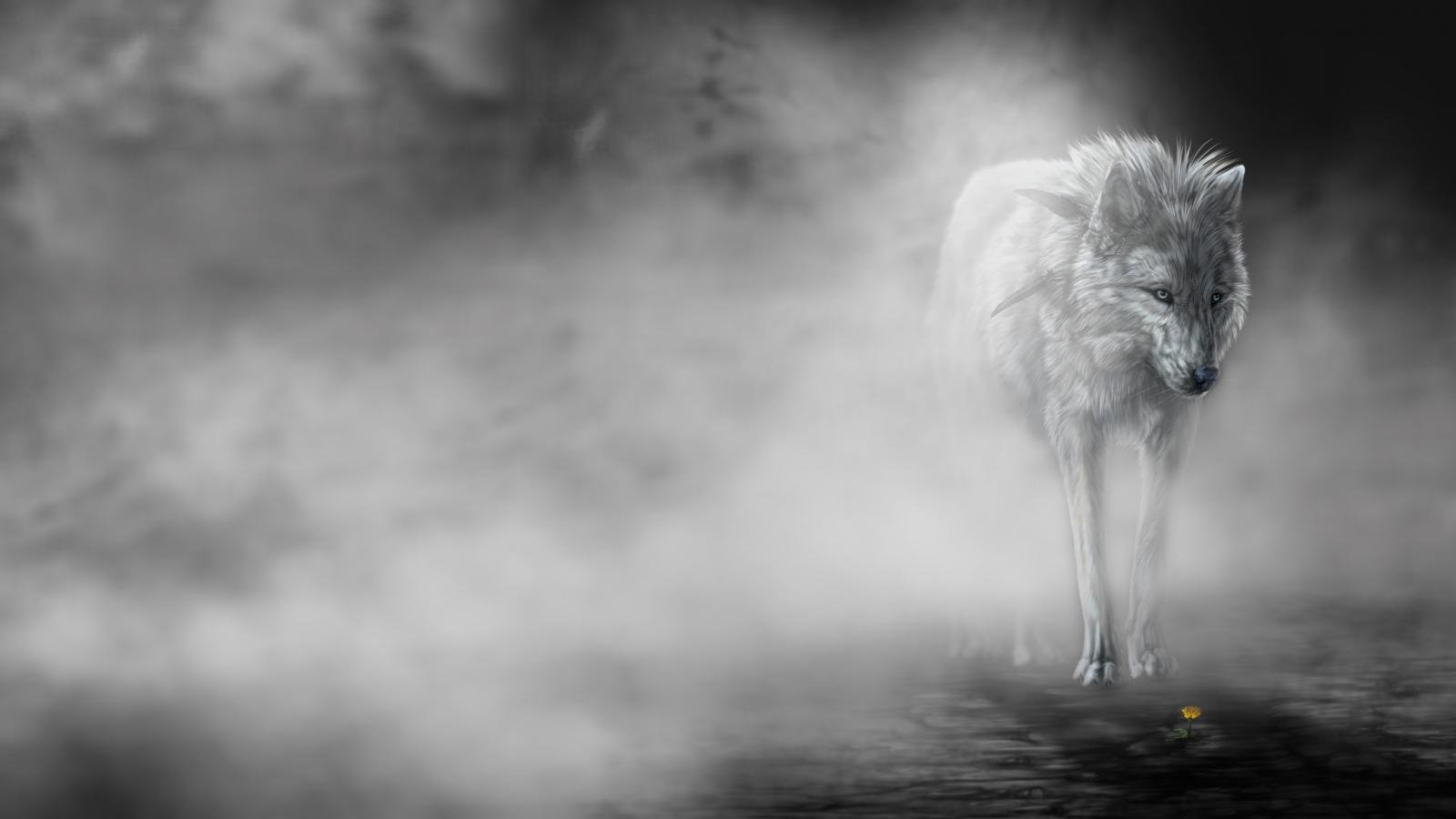 Free Wolf high quality background ID:117656 for hd 1600x900 computer