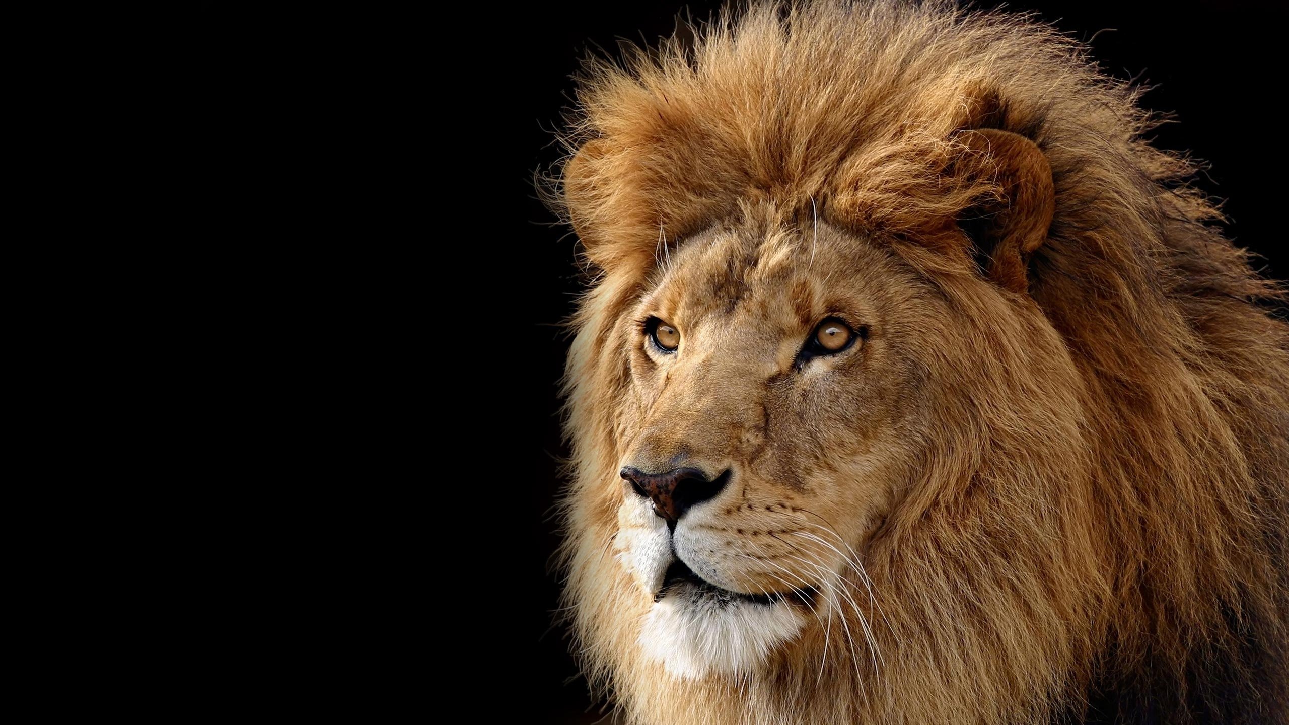 High resolution Lion hd 2560x1440 wallpaper ID:255626 for computer