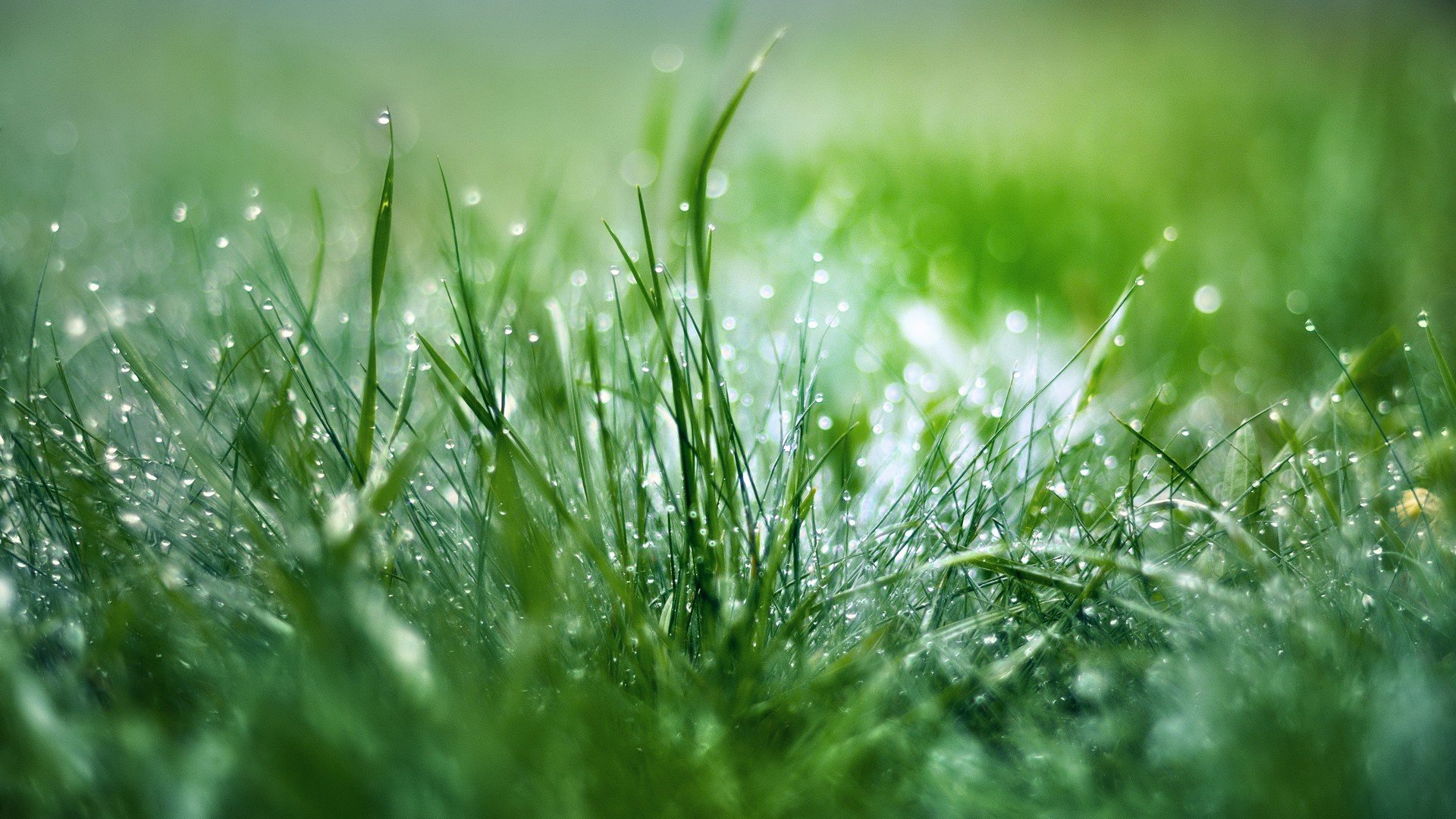 Free Grass high quality wallpaper ID:378022 for full hd 1080p PC
