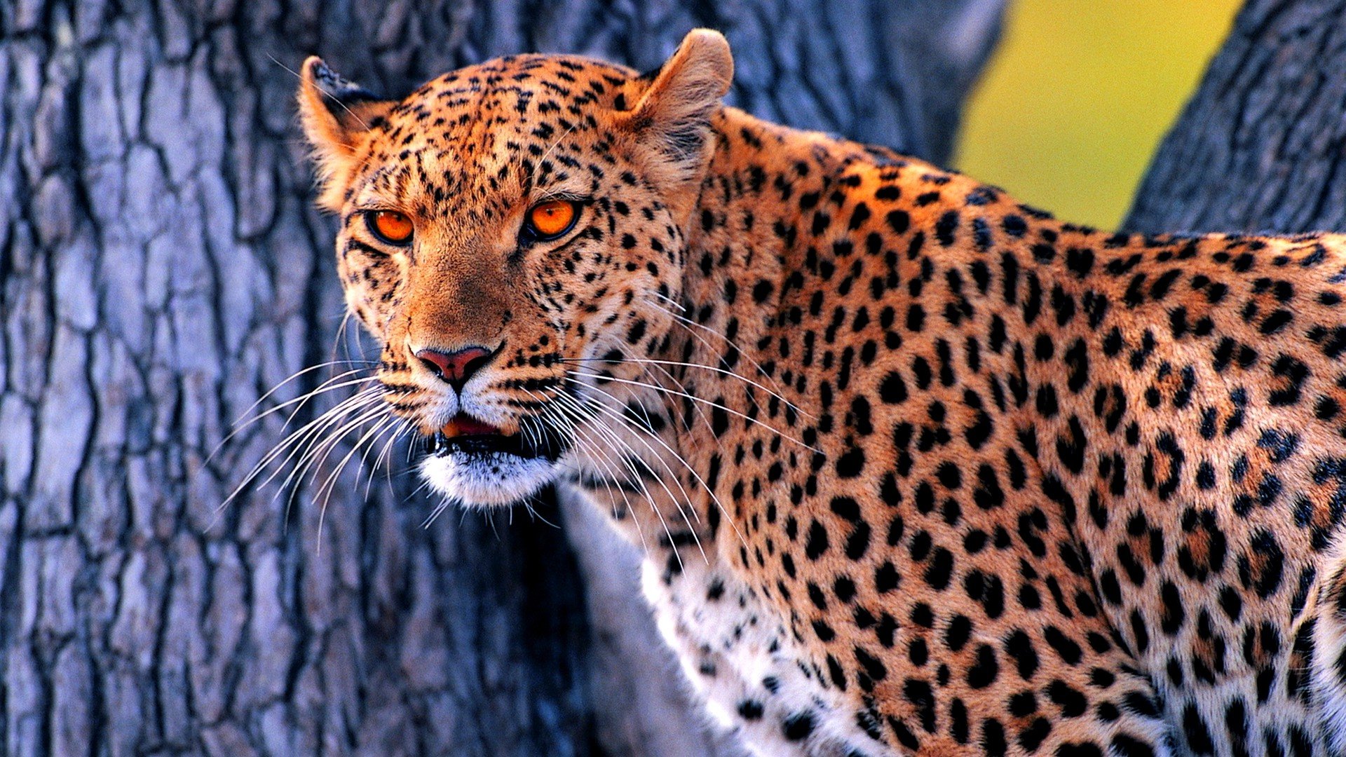 Awesome Leopard free background ID:448064 for full hd PC