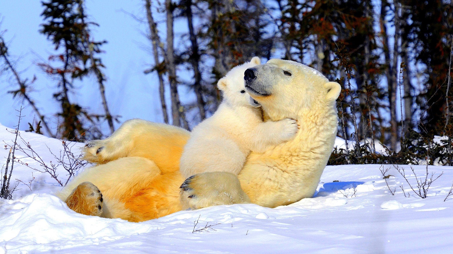 Awesome Polar Bear free background ID:359903 for hd 1920x1080 computer