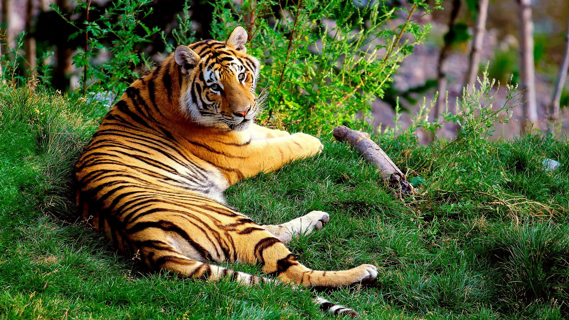 Free Tiger high quality background ID:116664 for 1080p computer