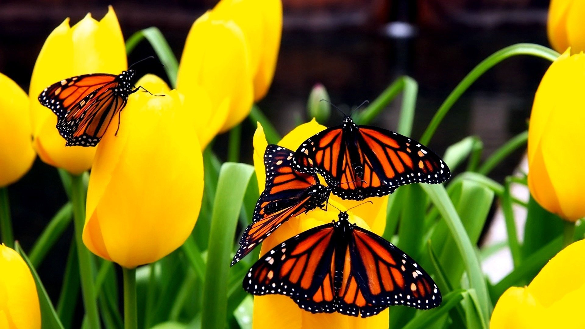 Download full hd Butterfly desktop background ID:168095 for free