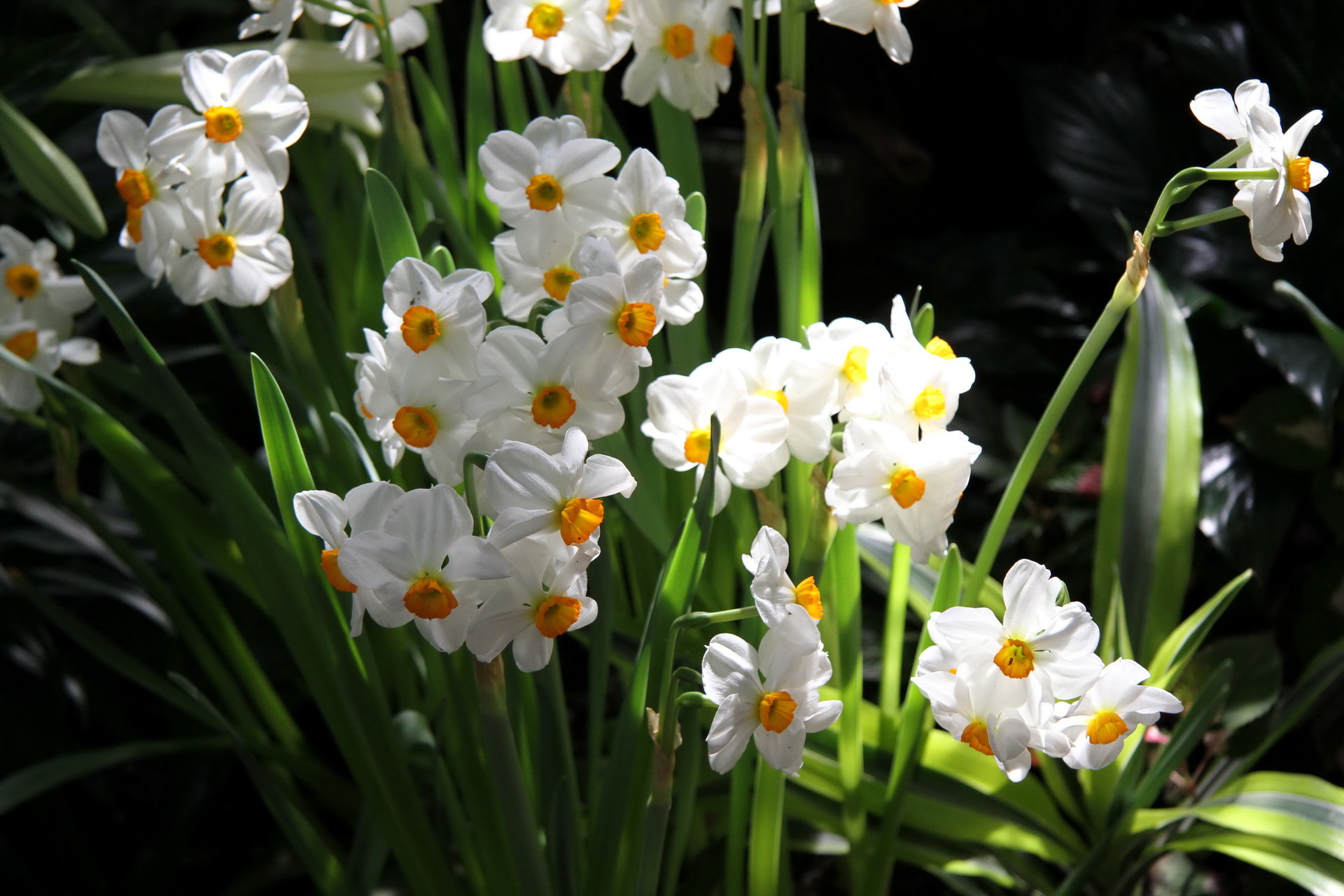 Free Daffodil high quality background ID:375644 for hd 1920x1280 desktop