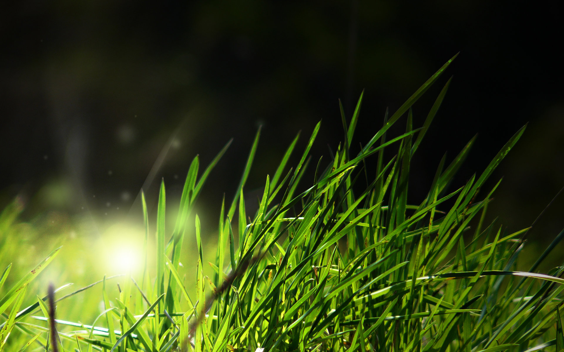 High resolution Grass hd 1920x1200 background ID:377847 for PC