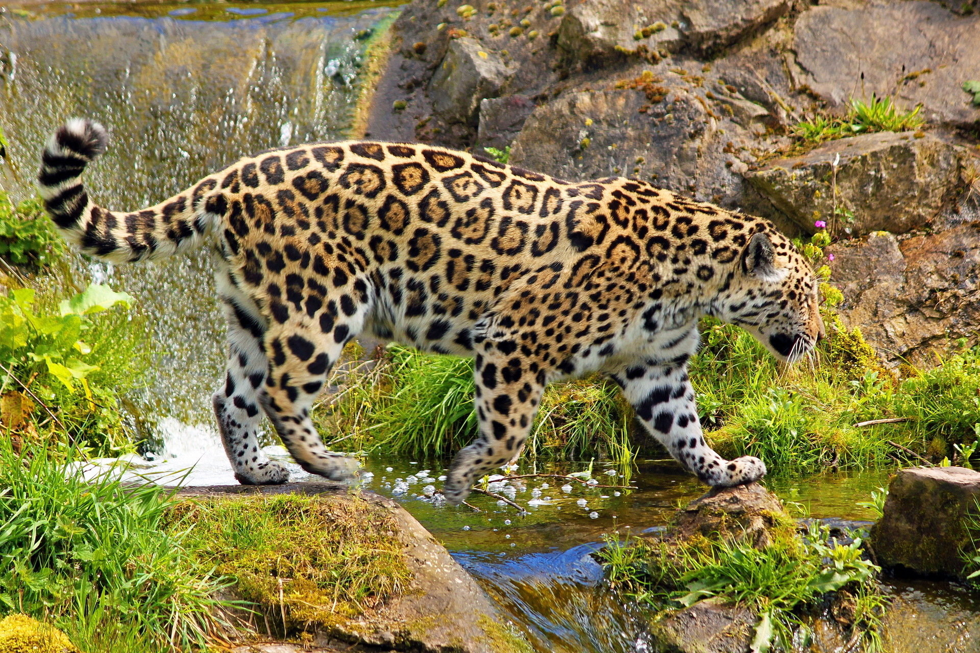 Awesome Jaguar free background ID:30186 for hd 1920x1280 computer