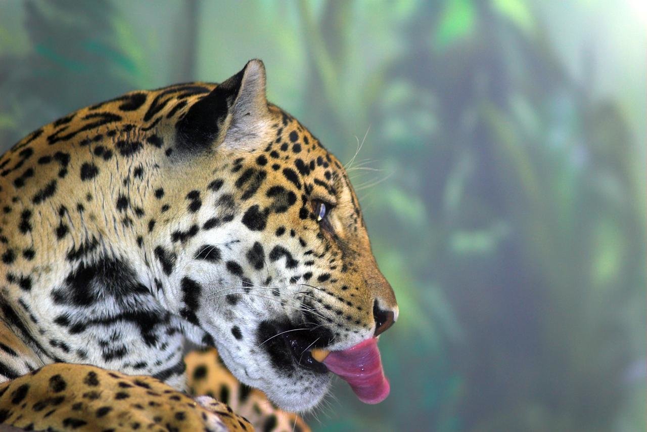 Awesome Jaguar free wallpaper ID:30312 for hd 1280x854 PC