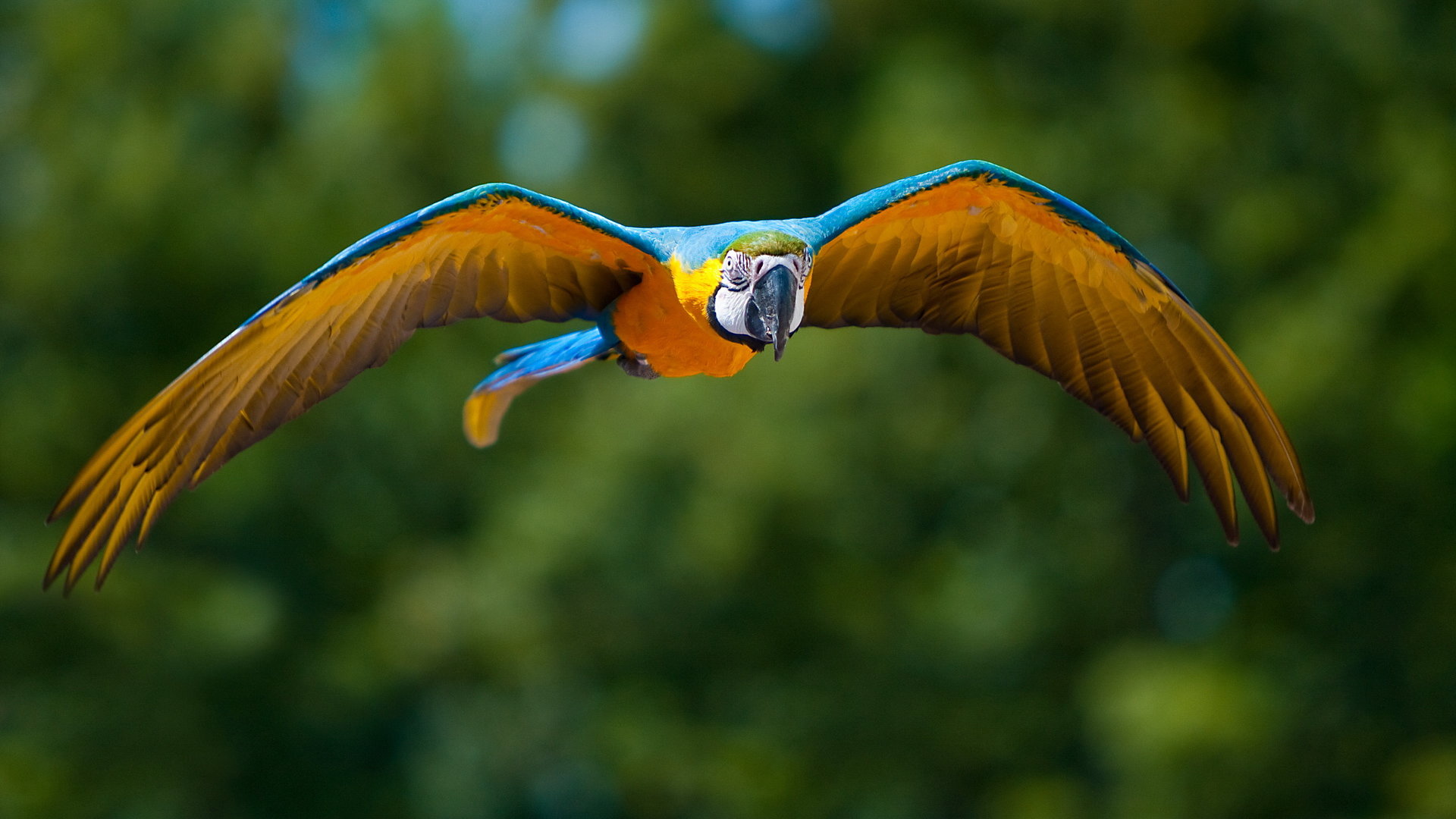 Best Macaw background ID:46528 for High Resolution hd 1920x1080 PC