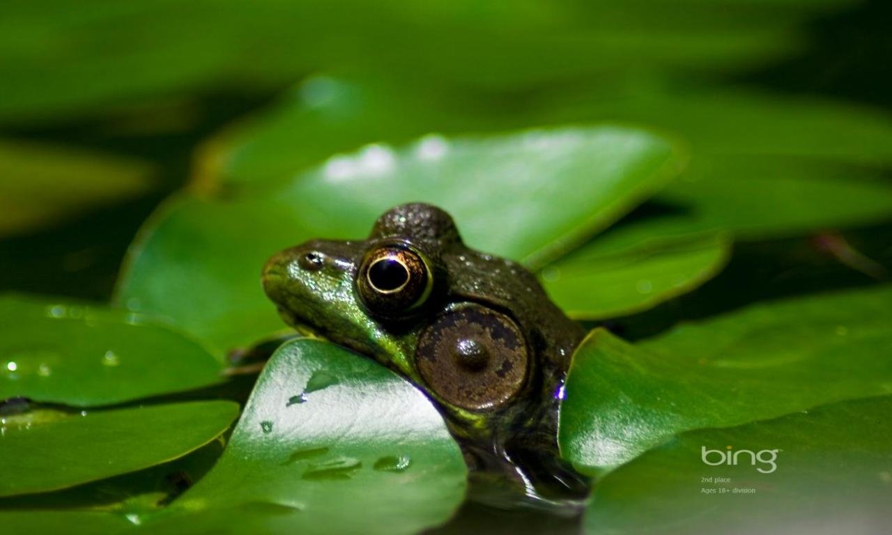 Best Frog wallpaper ID:328909 for High Resolution hd 1280x768 PC