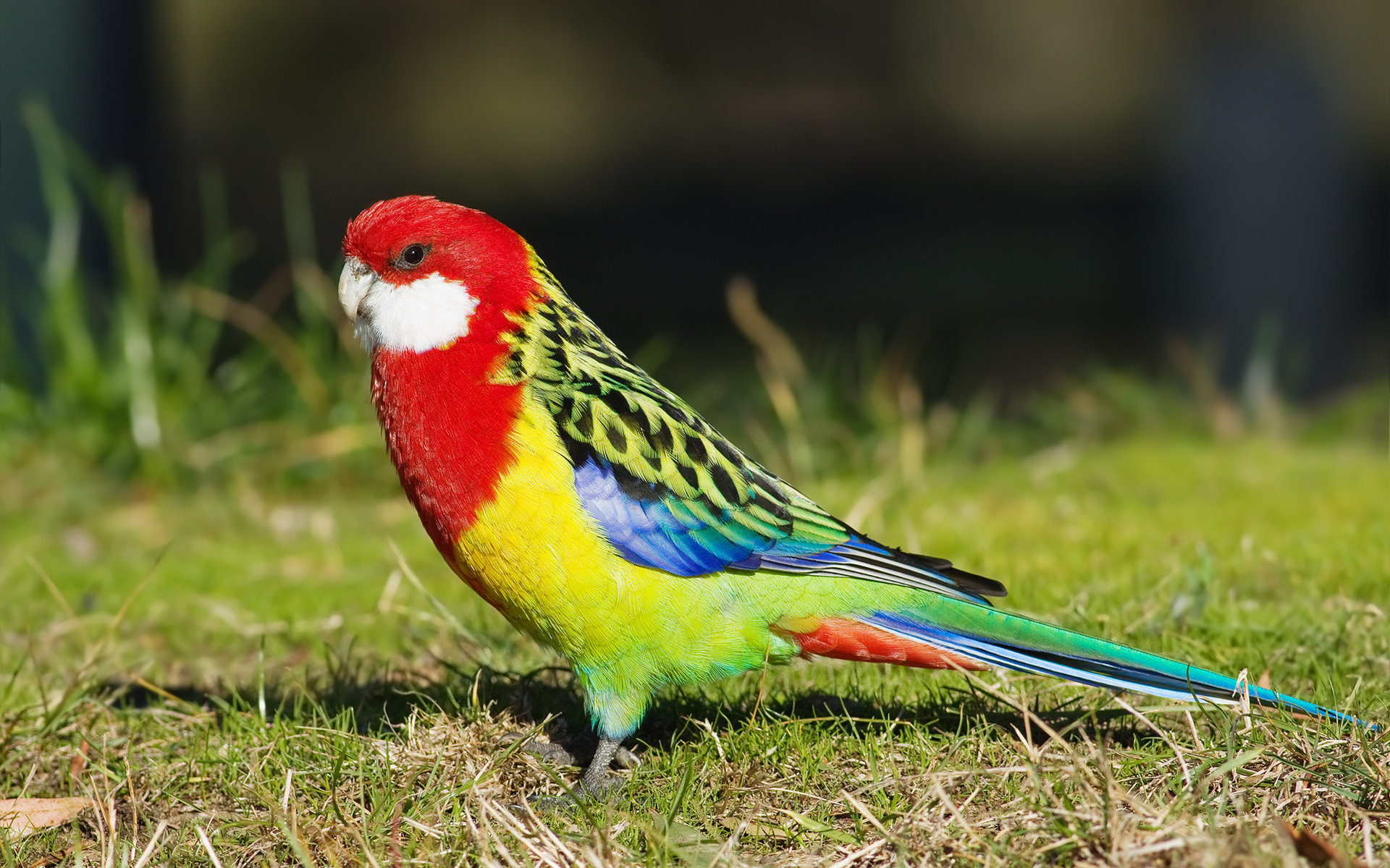 Free Parrot high quality background ID:25727 for hd 1920x1200 desktop