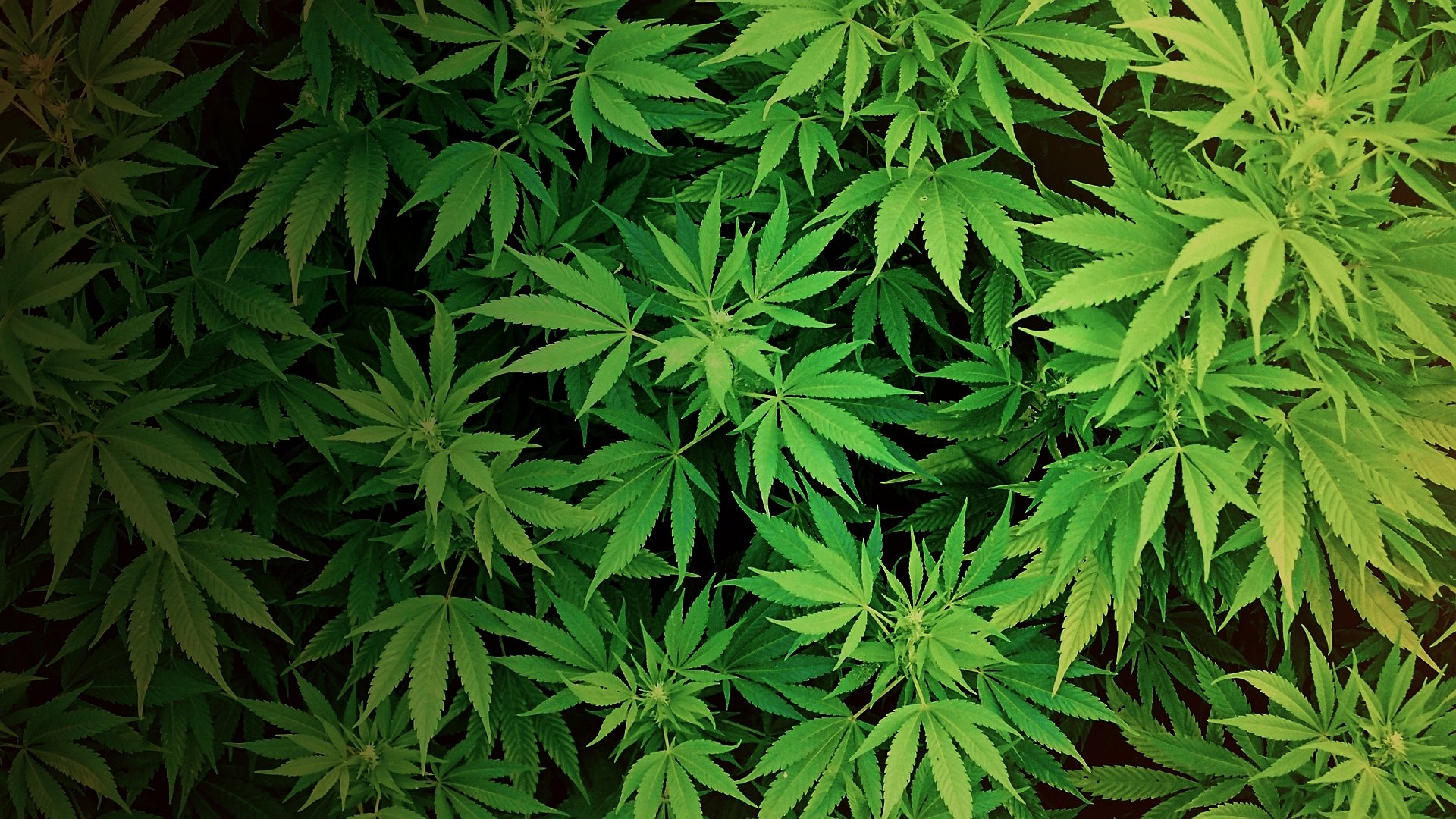 Free Plant high quality background ID:138471 for full hd 1080p computer
