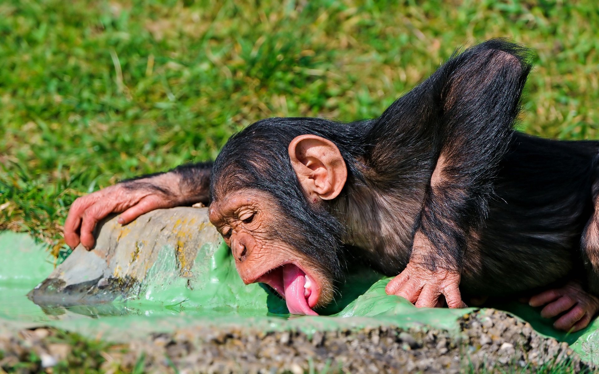 Best Chimpanzee background ID:24590 for High Resolution hd 1920x1200 computer