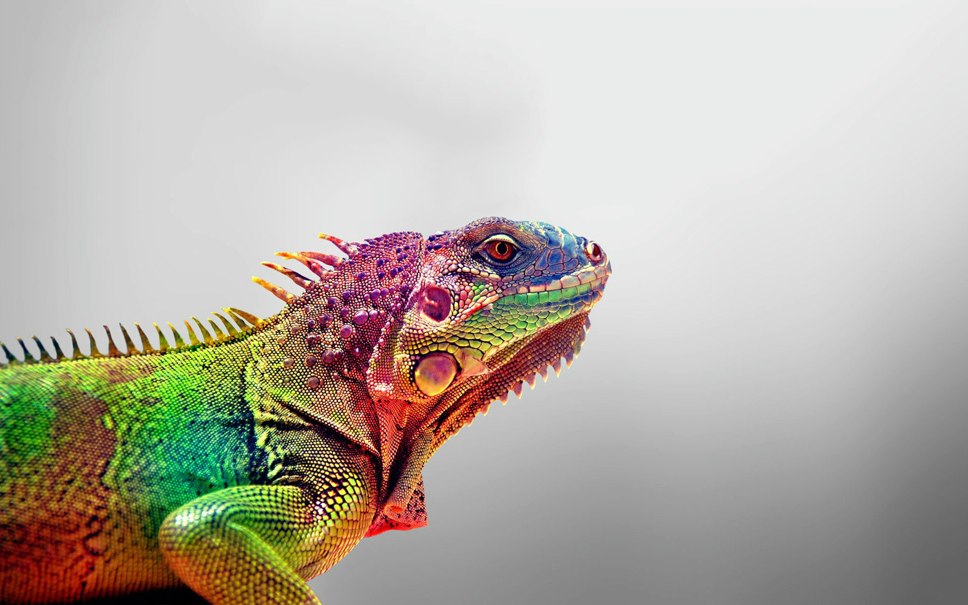 High resolution Iguana hd 1920x1200 background ID:380949 for desktop
