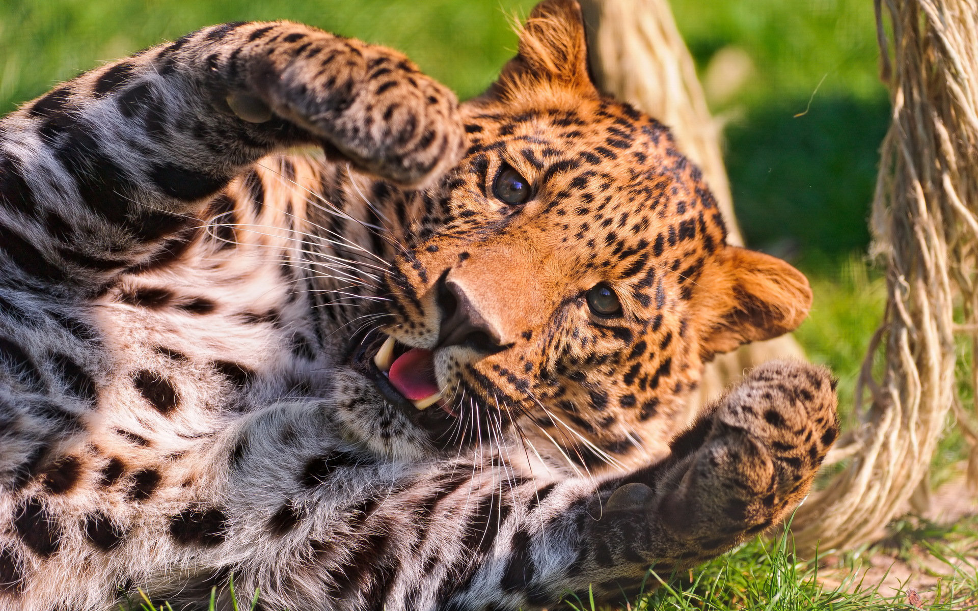 Awesome Leopard free wallpaper ID:448324 for hd 1920x1200 PC