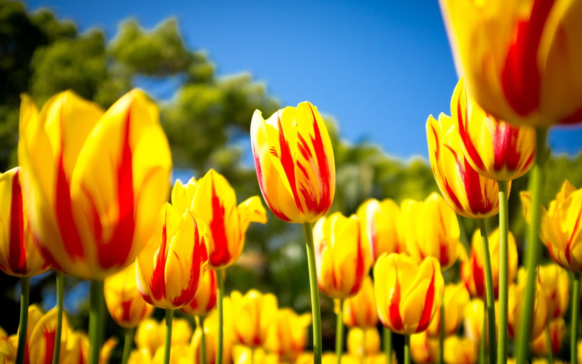 Free download Tulip background ID:157481 hd 1920x1200 for desktop