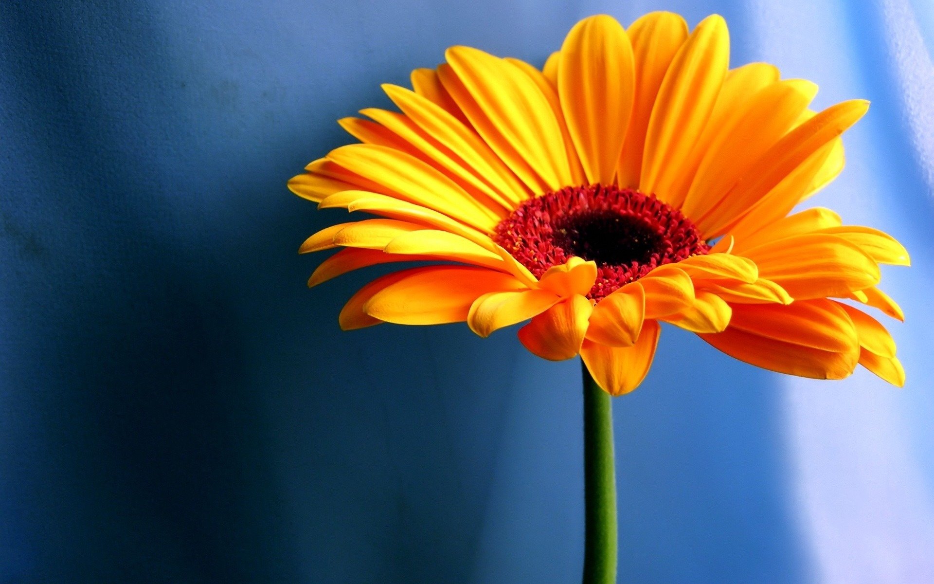 Download hd 1920x1200 Gerbera computer background ID:119522 for free
