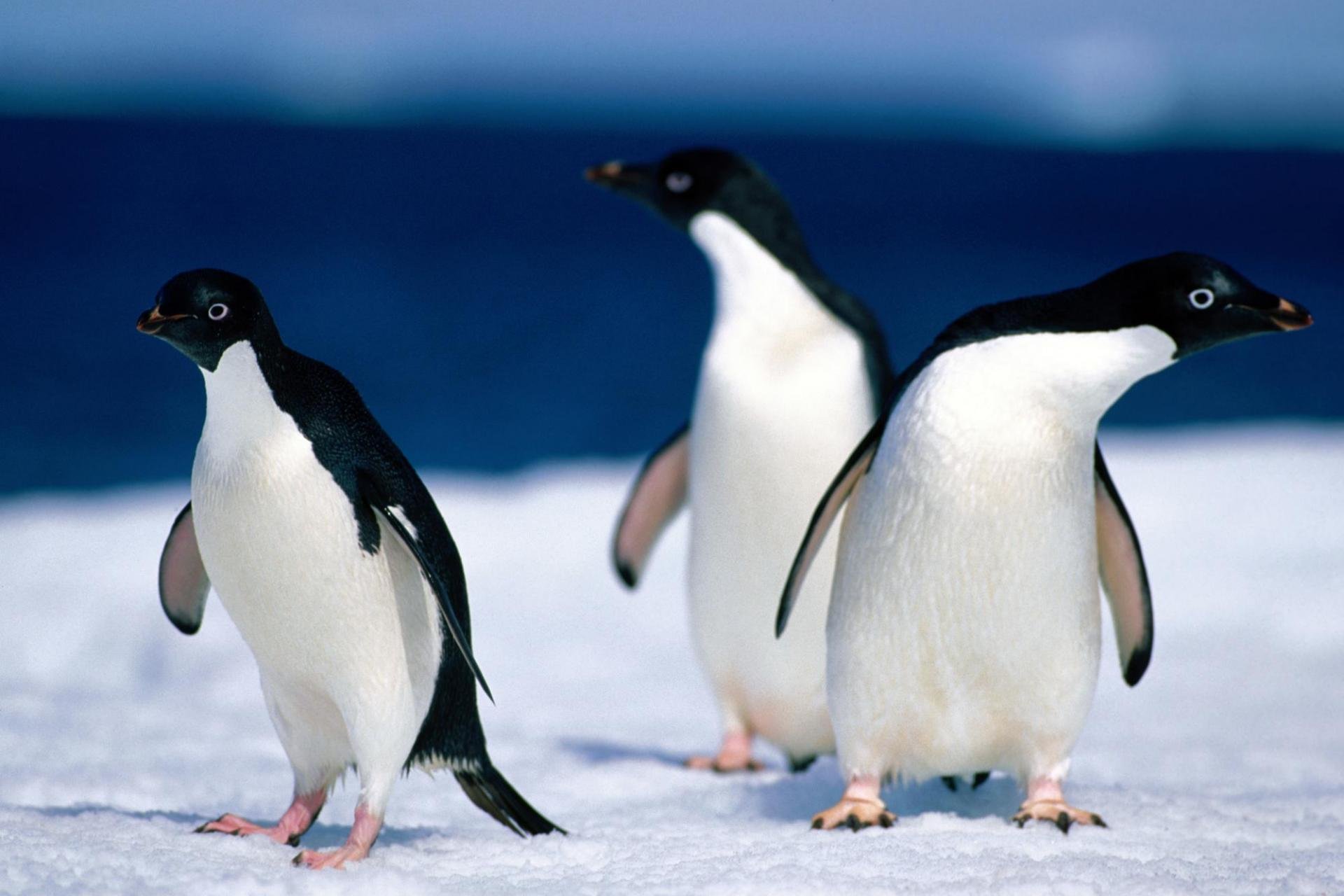 Awesome Penguin free background ID:149435 for hd 1920x1280 computer