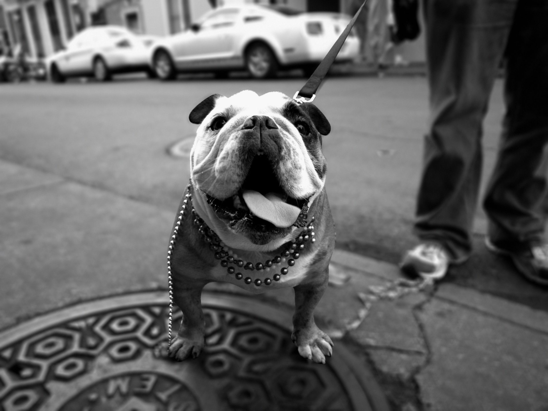 Awesome Bulldog free background ID:282010 for hd 1920x1440 PC