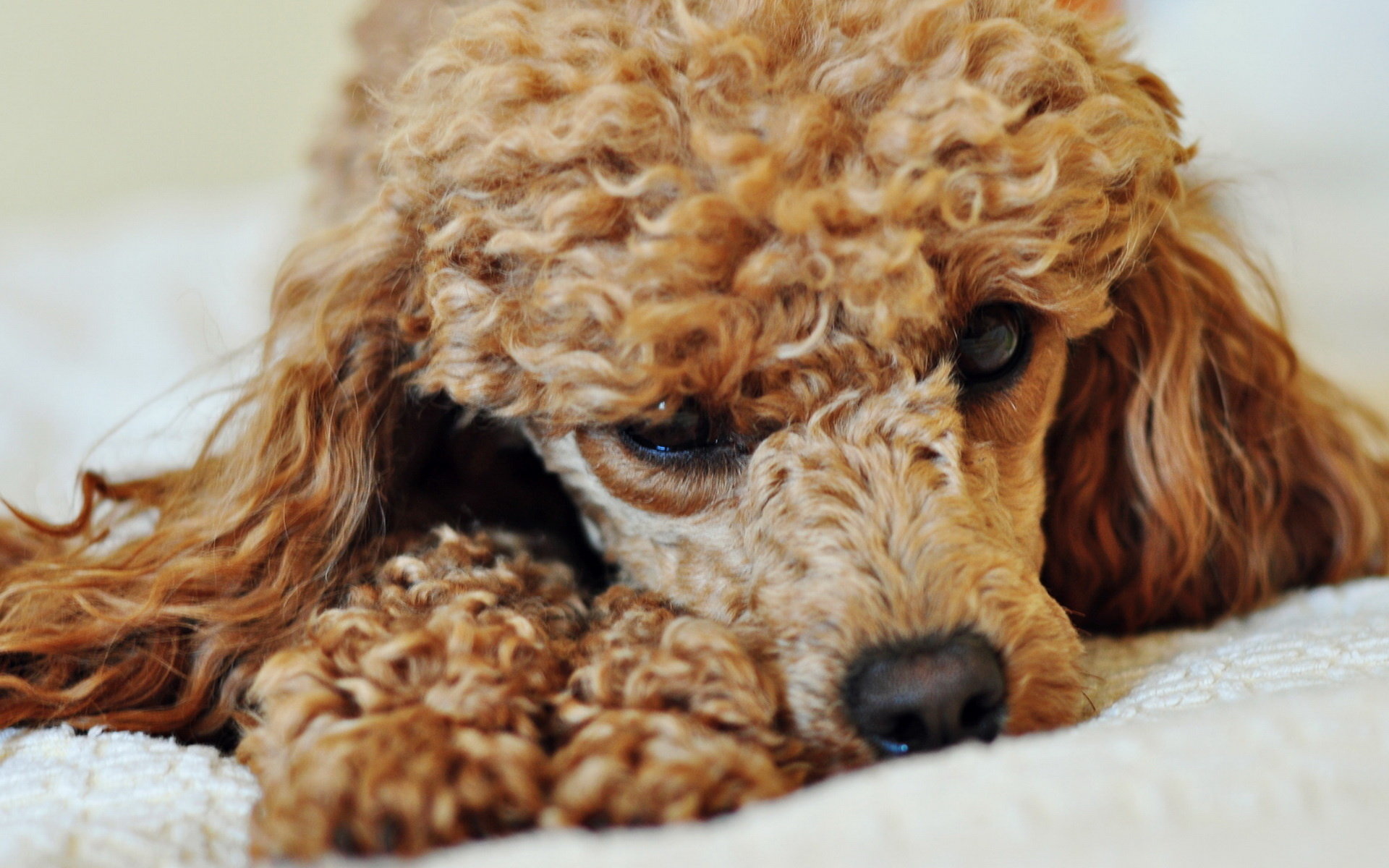 High resolution Poodle hd 1920x1200 background ID:145048 for computer