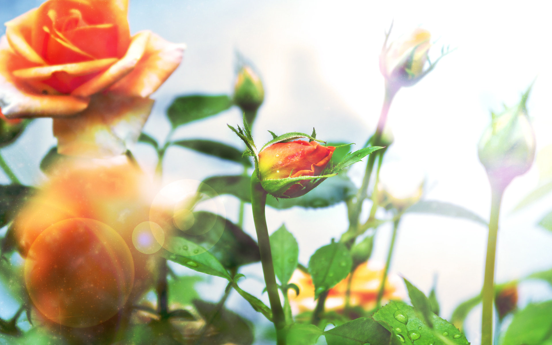 Free Rose high quality background ID:472337 for hd 1920x1200 PC