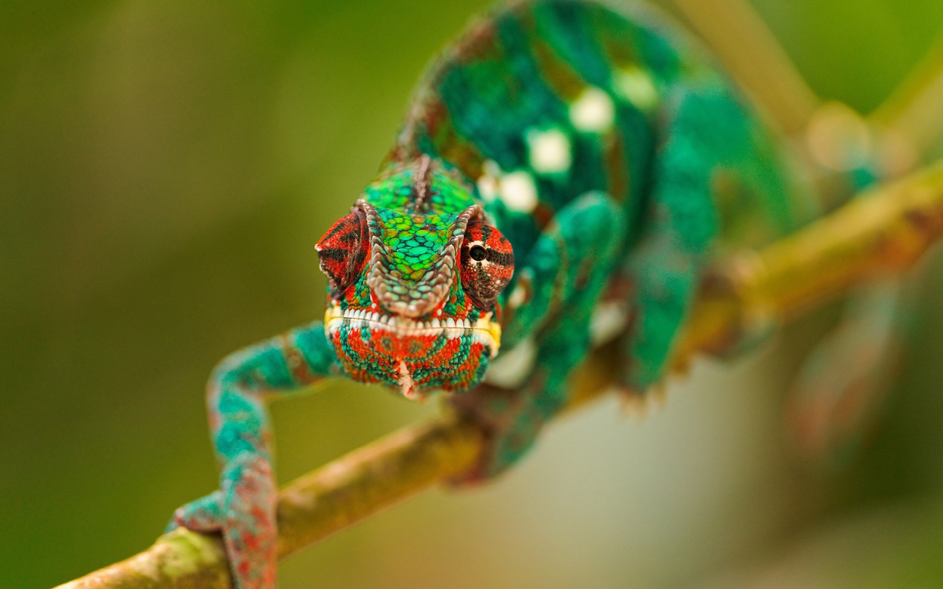 Best Chameleon background ID:462585 for High Resolution hd 1920x1200 PC