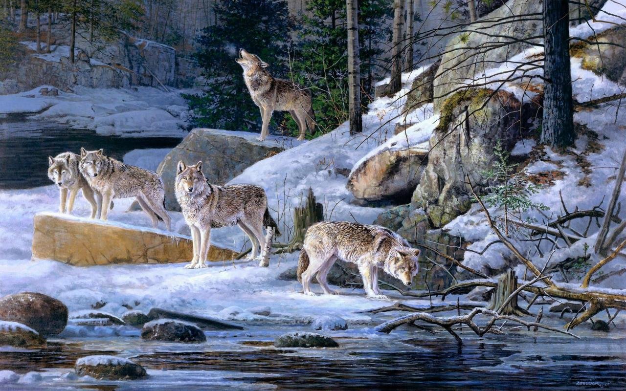 Download hd 1280x800 Wolf computer background ID:117920 for free