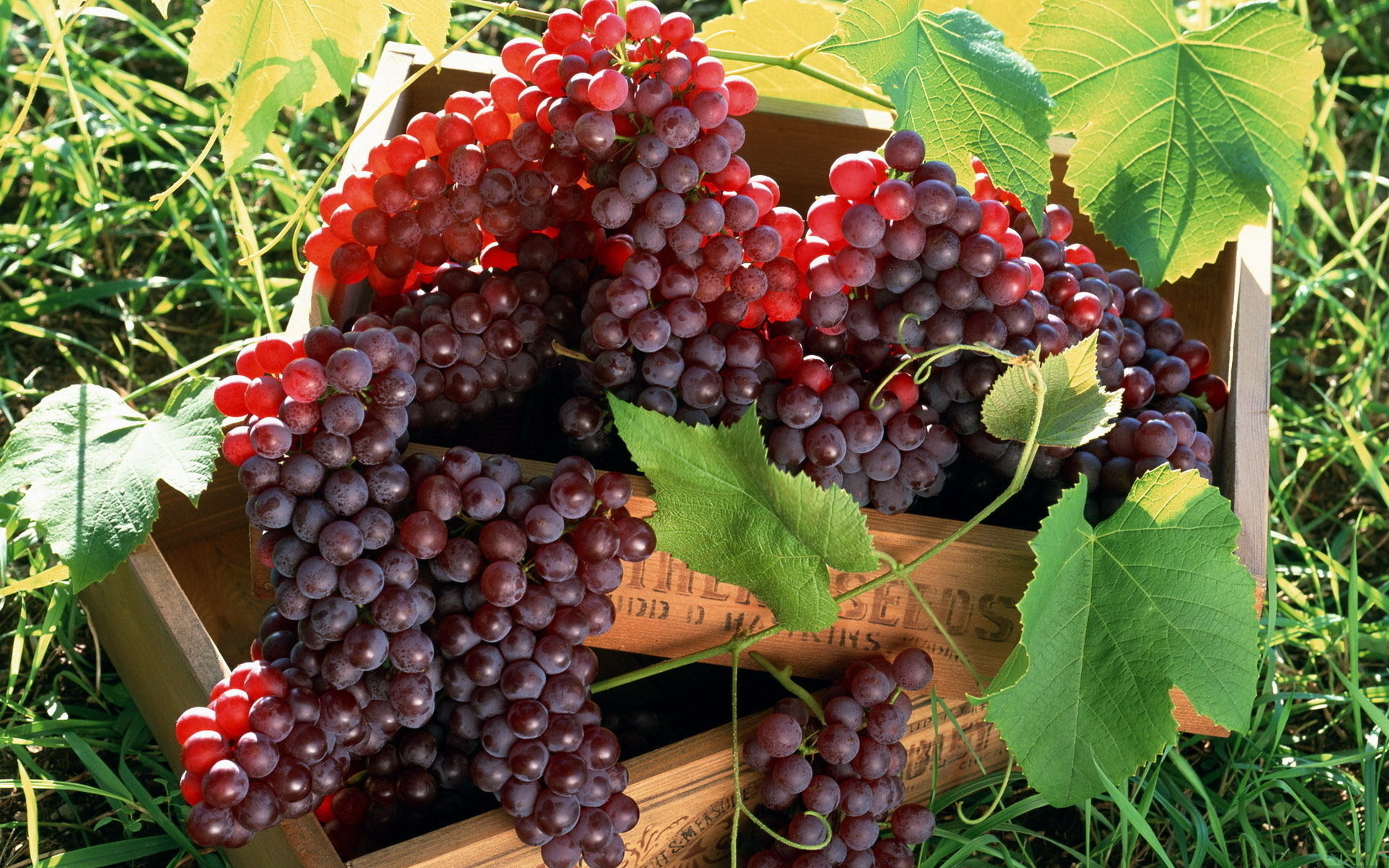 Free Grapes high quality wallpaper ID:420799 for hd 1920x1200 PC