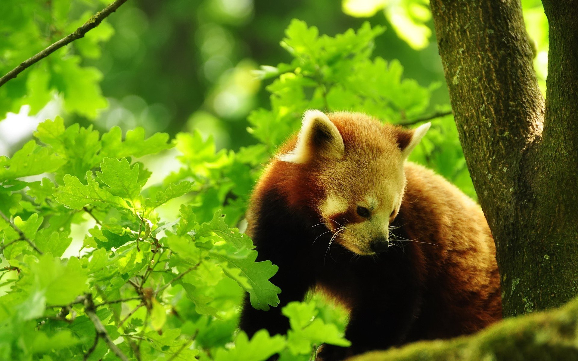 Free download Red Panda background ID:64095 hd 1920x1200 for computer