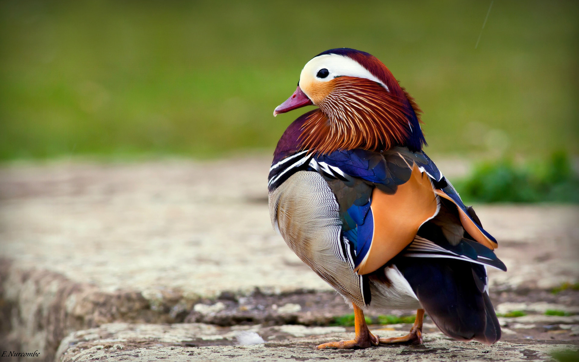 Awesome Mandarin Duck free wallpaper ID:100772 for hd 1920x1200 computer