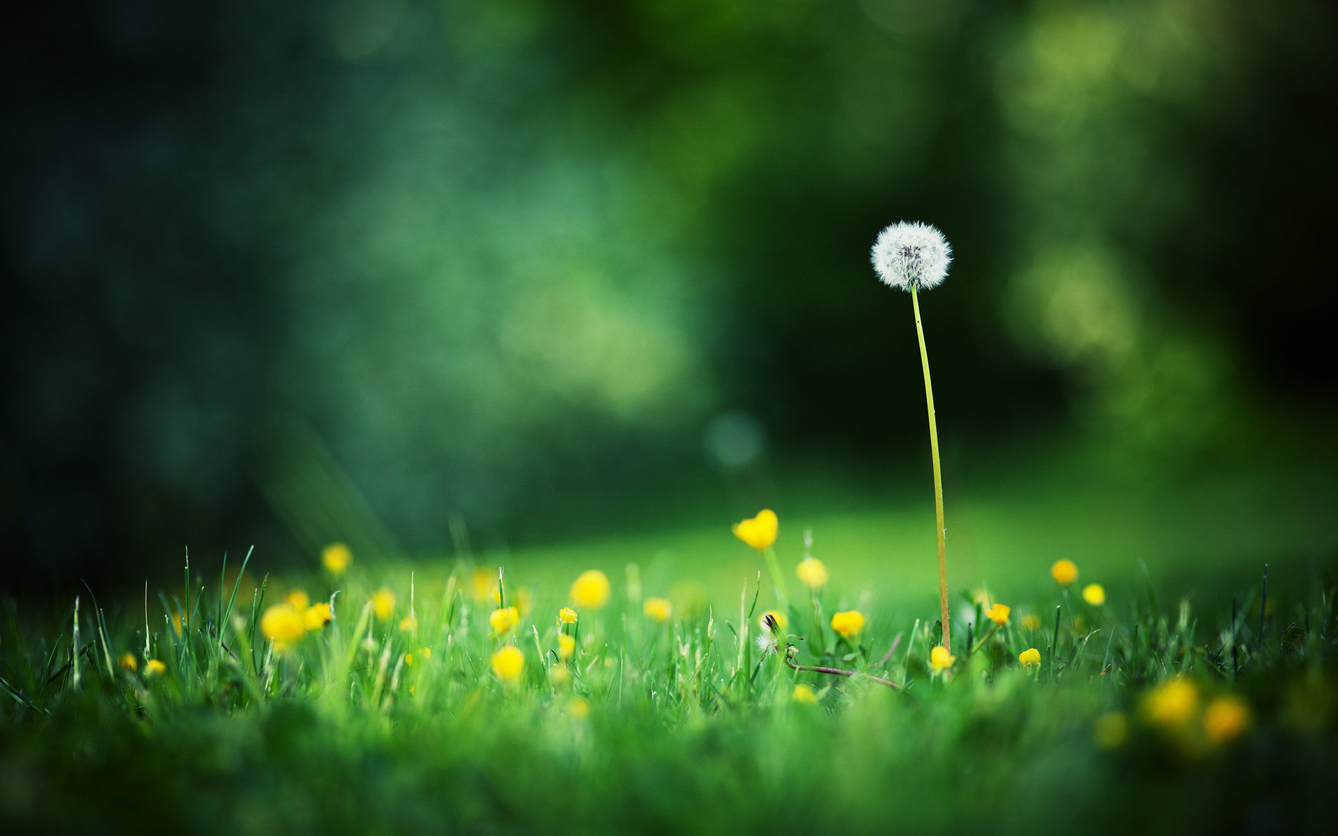 Download hd 1920x1200 Dandelion computer background ID:77861 for free