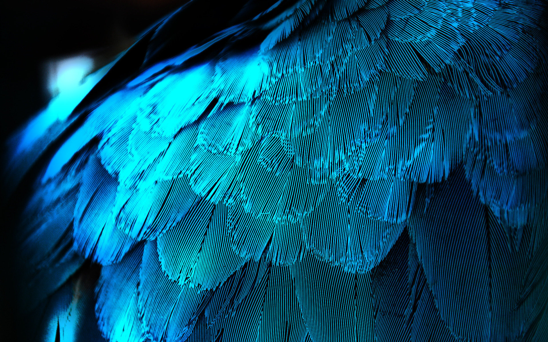 Free download Feather wallpaper ID:460557 hd 1920x1200 for desktop